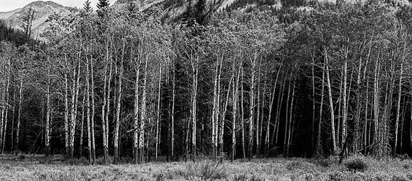 canada_bw-39